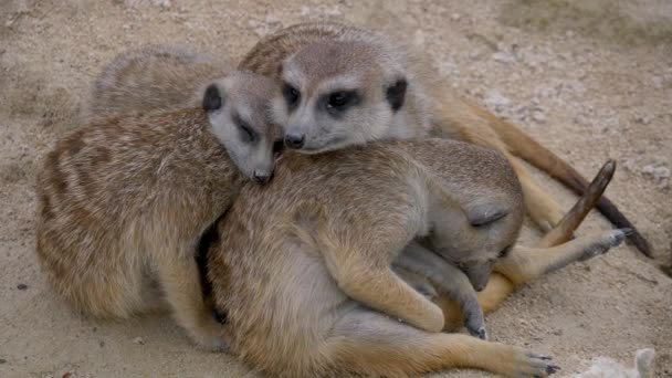 Grupa Lemurów Suricata Suricatta Razem Piasku — Wideo stockowe