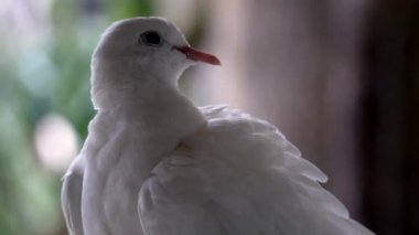 Sevimli beyaz güvercine yakın çekim