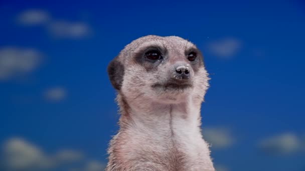 Lemur Okrągły Suricata Suricatta Tle Błękitnego Nieba — Wideo stockowe