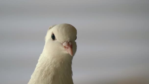 Sevimli Beyaz Güvercine Yakın Çekim — Stok video
