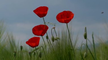 kırmızı gelincik çiçekleri çimenlikte