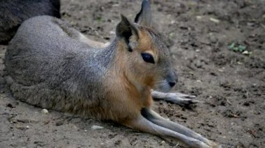 Mara, bir kemirgen, kumda dinleniyor.