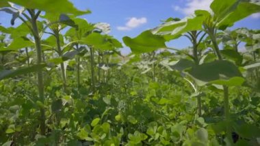 Kırsal alanda yetişen yeşil bitkiler. 