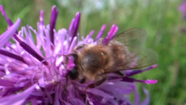 Μέλισσα Όμορφο Ροζ Λουλούδι Βίντεο — Αρχείο Βίντεο
