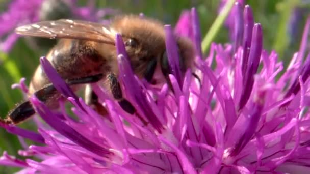 Pszczoła Piękny Różowy Kwiat Wideo — Wideo stockowe
