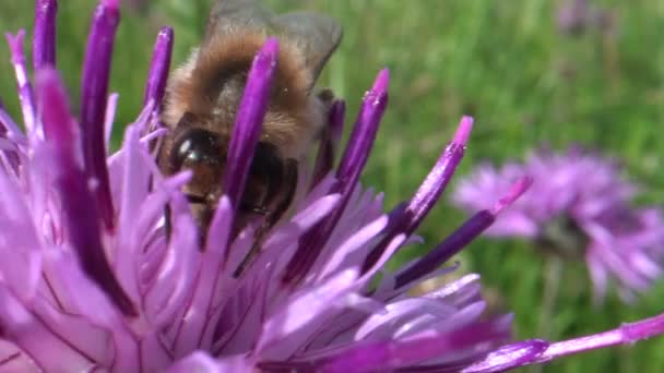 Abeja Hermosa Flor Rosa Vídeo — Vídeos de Stock