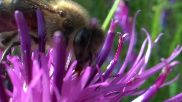 Abeille Sur Belle Fleur Rose Vidéo — Video