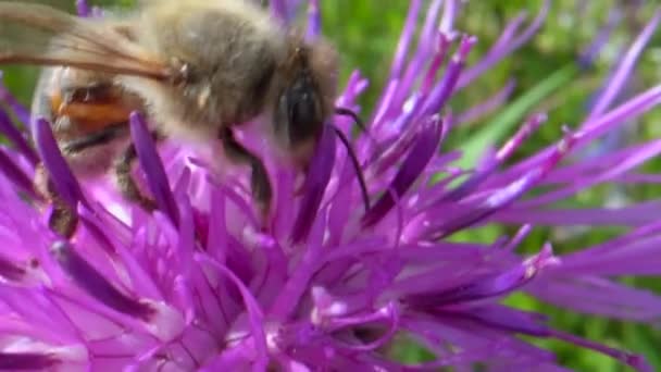 Μέλισσα Όμορφο Ροζ Λουλούδι Βίντεο — Αρχείο Βίντεο