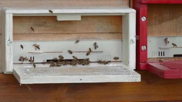 Honingbijen Zwermen Vliegen Rond Hun Bijenkorf — Stockvideo