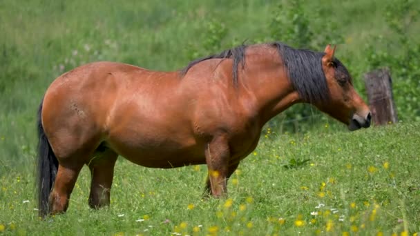 Grazen Van Bruine Paarden Het Veld Video — Stockvideo