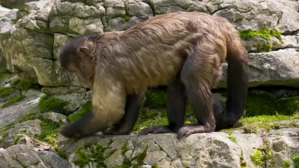 Mono Capuchino Marrón Cebus Apella Sobre Rocas — Vídeo de stock