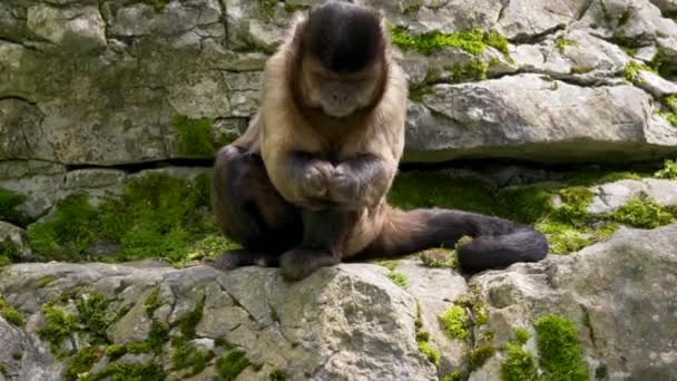 Macaco Prego Cebus Apella Rochas — Vídeo de Stock