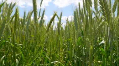 Yeşil buğday kulaklı yaz tarlası 