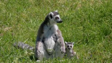Yeşil çimlerin üzerinde halka kuyruklu lemurlar (suricata suricatta)