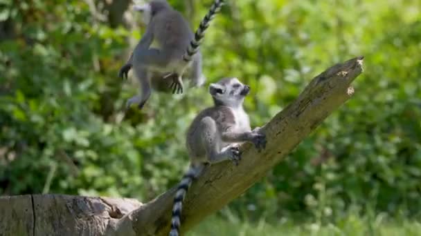 Lémures Cola Anillada Suricata Suricatta Rama Árbol — Vídeos de Stock