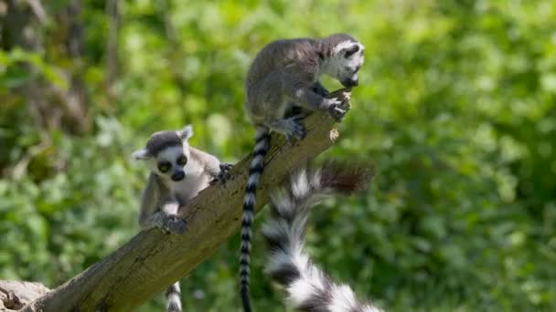 Lemury Okrągłogonowe Suricata Suricatta Gałęzi Drzew — Wideo stockowe