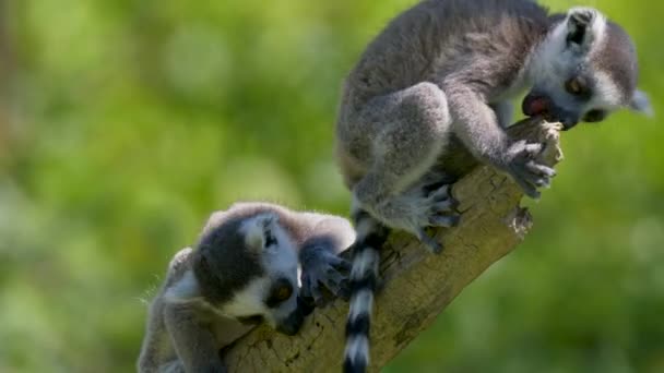 Ring Tailed Lemurs Suricata Suricatta Tree Branch — Stock Video