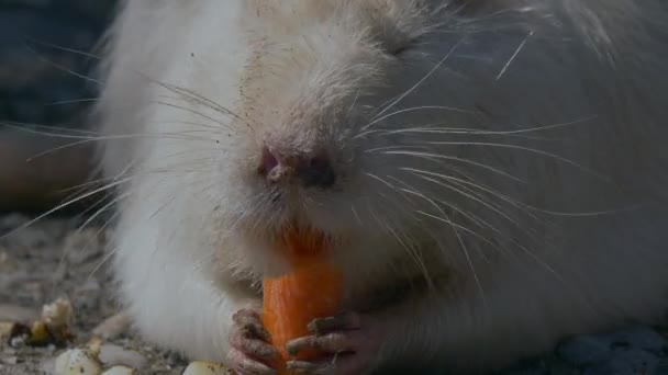 Крупный План Милой Питательной Морковки Поедающей Животных — стоковое видео