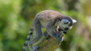 Hayvanat bahçesindeki lemur hayvanının yakın plan görüntüsü