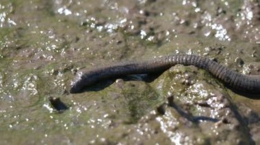 Haemopis sanguisuga, sülükgiller (Felidae) familyasından bir sülük türü. Diğer isim Aulastomum Gulo.
