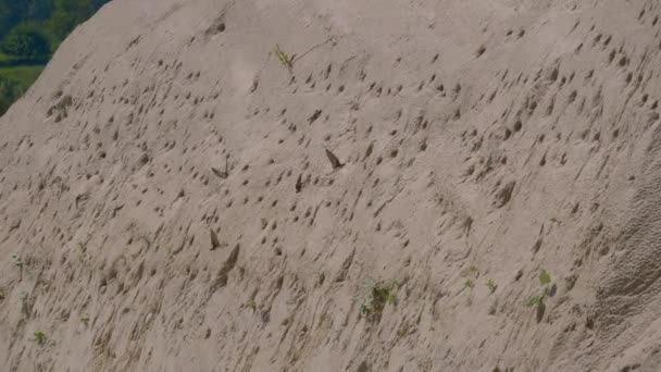 Swifts Build Nests Sand Rock — Stock Video