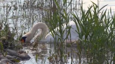 Gölde piliçlerle kuğu, seçici odak