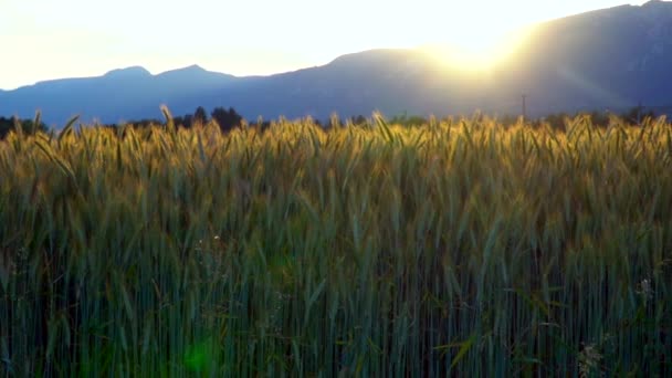 Řady Mladých Kukuřičných Rostlin Kukuřičném Poli Při Západu Slunce — Stock video