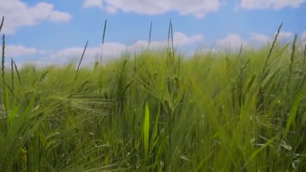 緑の小麦の耳の夏のフィールド — ストック動画