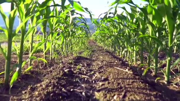 Ряды Молодых Кукурузных Растений Кукурузном Поле — стоковое видео
