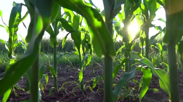 Reihen Junger Maispflanzen Auf Einem Maisfeld Bei Sonnenuntergang — Stockvideo