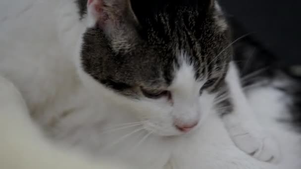 Aranyos Macska Nyalás Magát — Stock videók