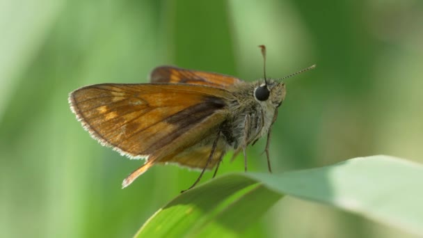 Borboleta Folha Verde Vídeo — Vídeo de Stock