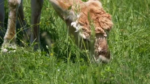 Pâturage Alpaga Pelouse Verte — Video