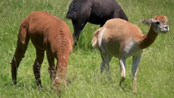 Słodkie Alpaki Wypas Zielonym Trawniku — Wideo stockowe