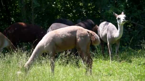 alpagas mignons pâturage à la pelouse verte 
