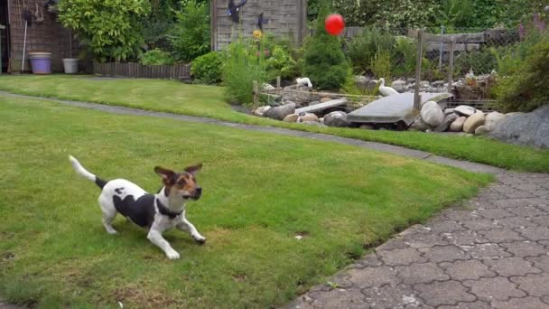 Yeşil Çimenlikteki Sevimli Oyuncu Köpek Jack Russell Terrier — Stok video