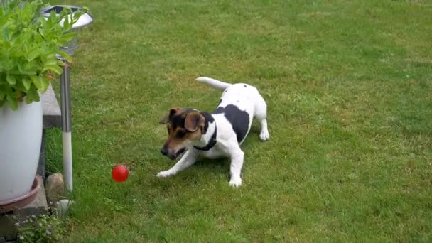 Söt Lekfull Hund Jack Russell Terrier Grön Gräsmatta — Stockvideo