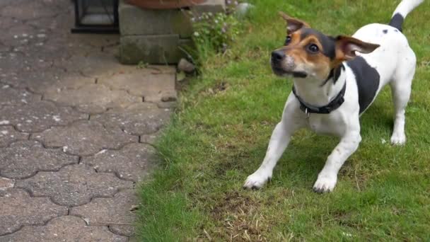緑の芝生の上でかわいい遊び心のある犬ジャック ラッセル テリア — ストック動画