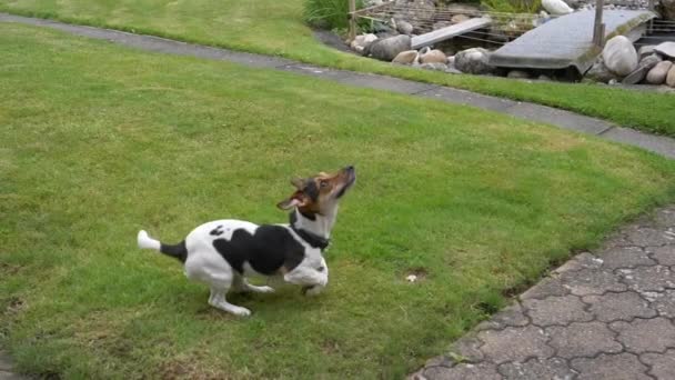 Cute Playful Dog Jack Russell Terrier Green Lawn — Stock Video