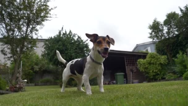 Cute Playful Dog Jack Russell Terrier Green Lawn — Stock Video