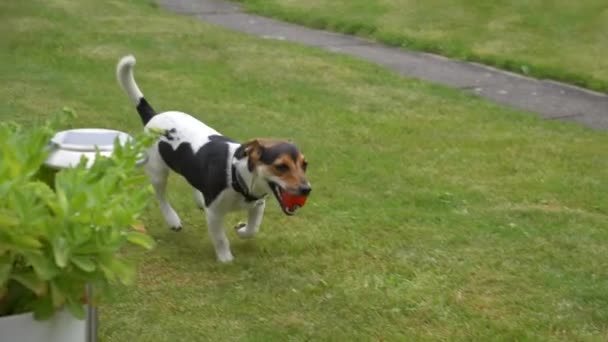Bonito Brincalhão Cão Jack Russell Terrier Gramado Verde — Vídeo de Stock