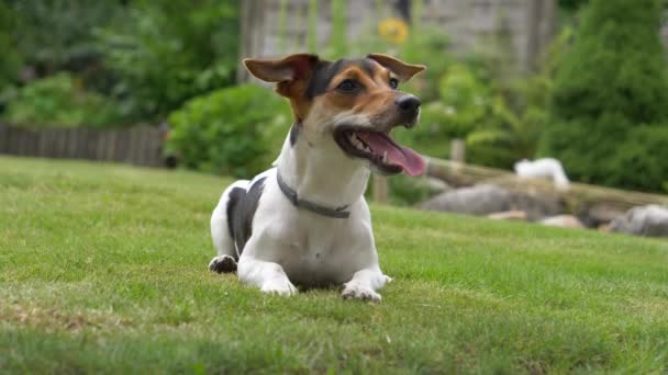 Yeşil Çimenlikteki Sevimli Oyuncu Köpek Jack Russell Terrier — Stok video