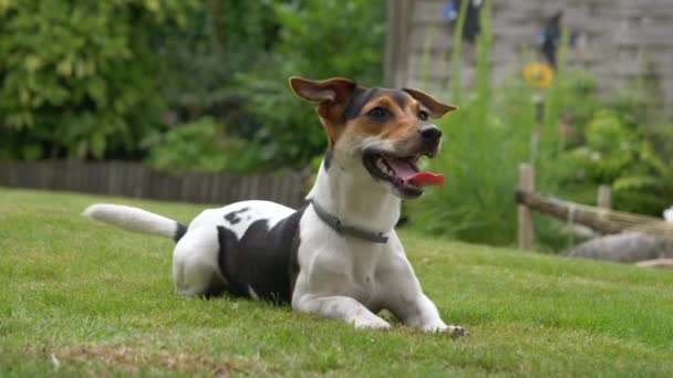 Sød Legende Hund Jack Russell Terrier Grøn Græsplæne – Stock-video