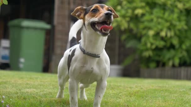 Cute Playful Dog Jack Russell Terrier Green Lawn — Stock Video