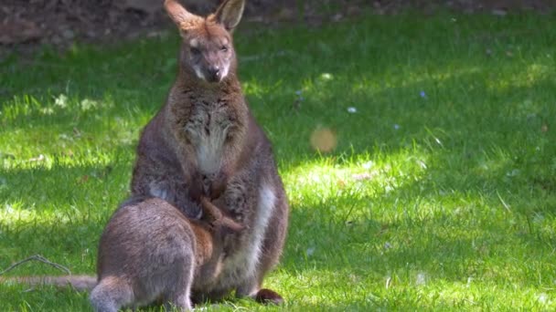 Een Baby Kangoeroe Die Eet Uit Buidel Van Moeder — Stockvideo