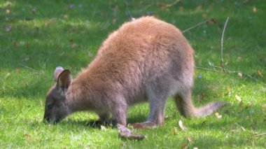 Çimlerin üzerinde sevimli bir kangurunun yakın plan fotoğrafı.