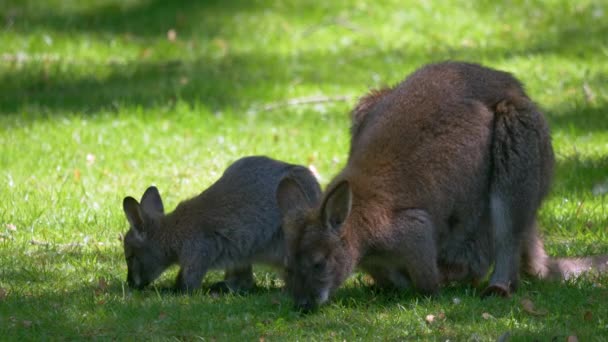 Mère Bébé Kangourous Manger Herbe — Video