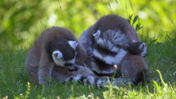 Lemury Okrągłoogonowe Suricata Suricatta Trawie — Wideo stockowe