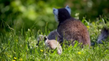 Çimenlerde halka kuyruklu lemurlar (suricata suricatta)