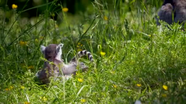 Çimenlerde Halka Kuyruklu Lemurlar Suricata Suricatta — Stok video